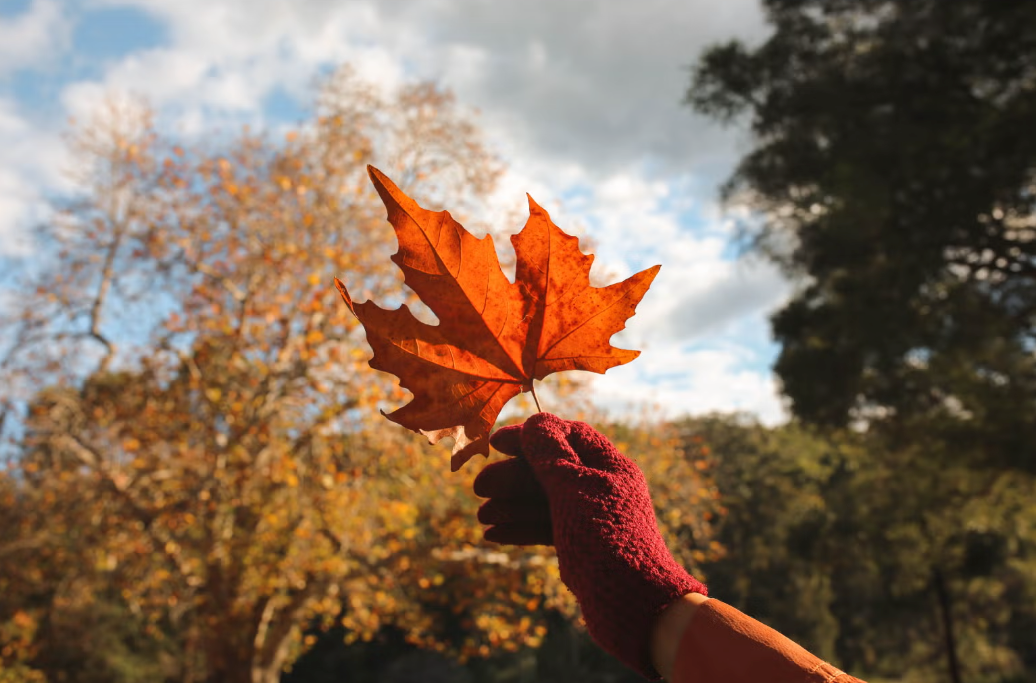 hand holding up a red leaf