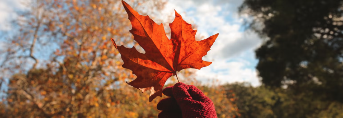 hand holding up a red leaf