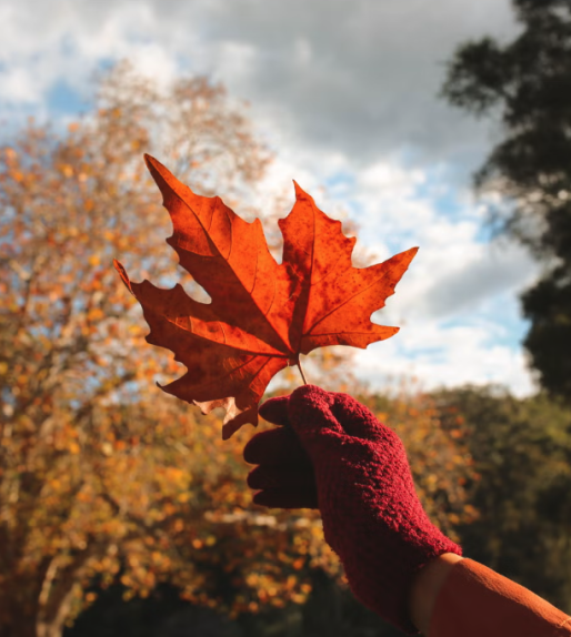 hand holding up a red leaf